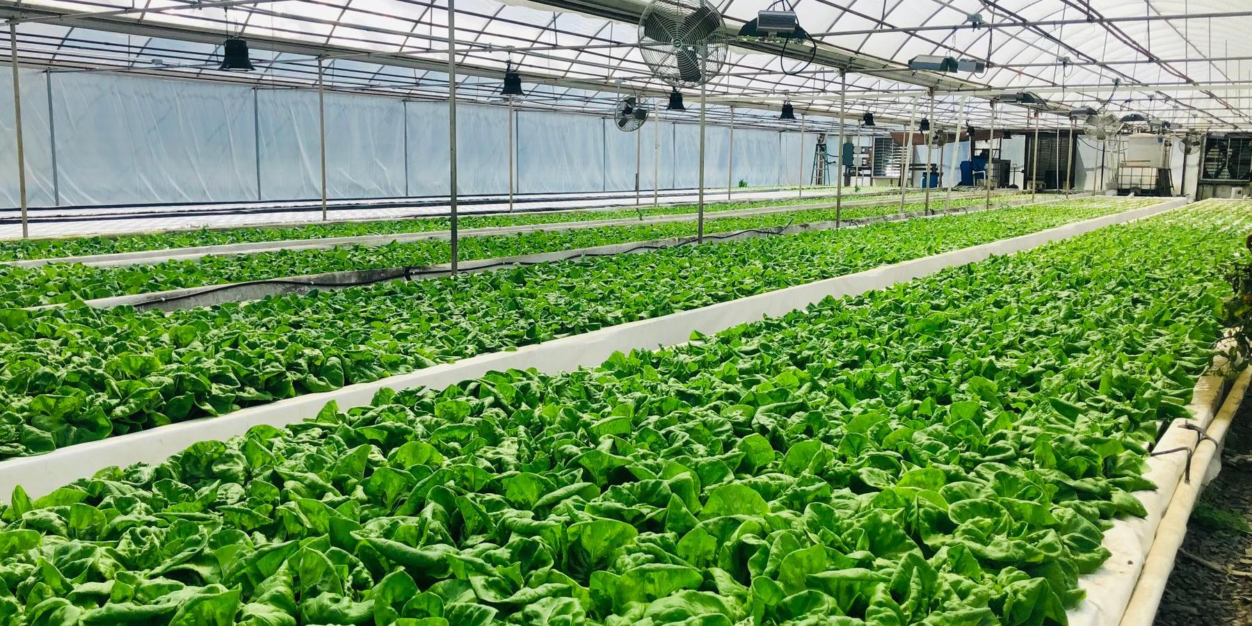 Greenhouse with long rows of lettuce