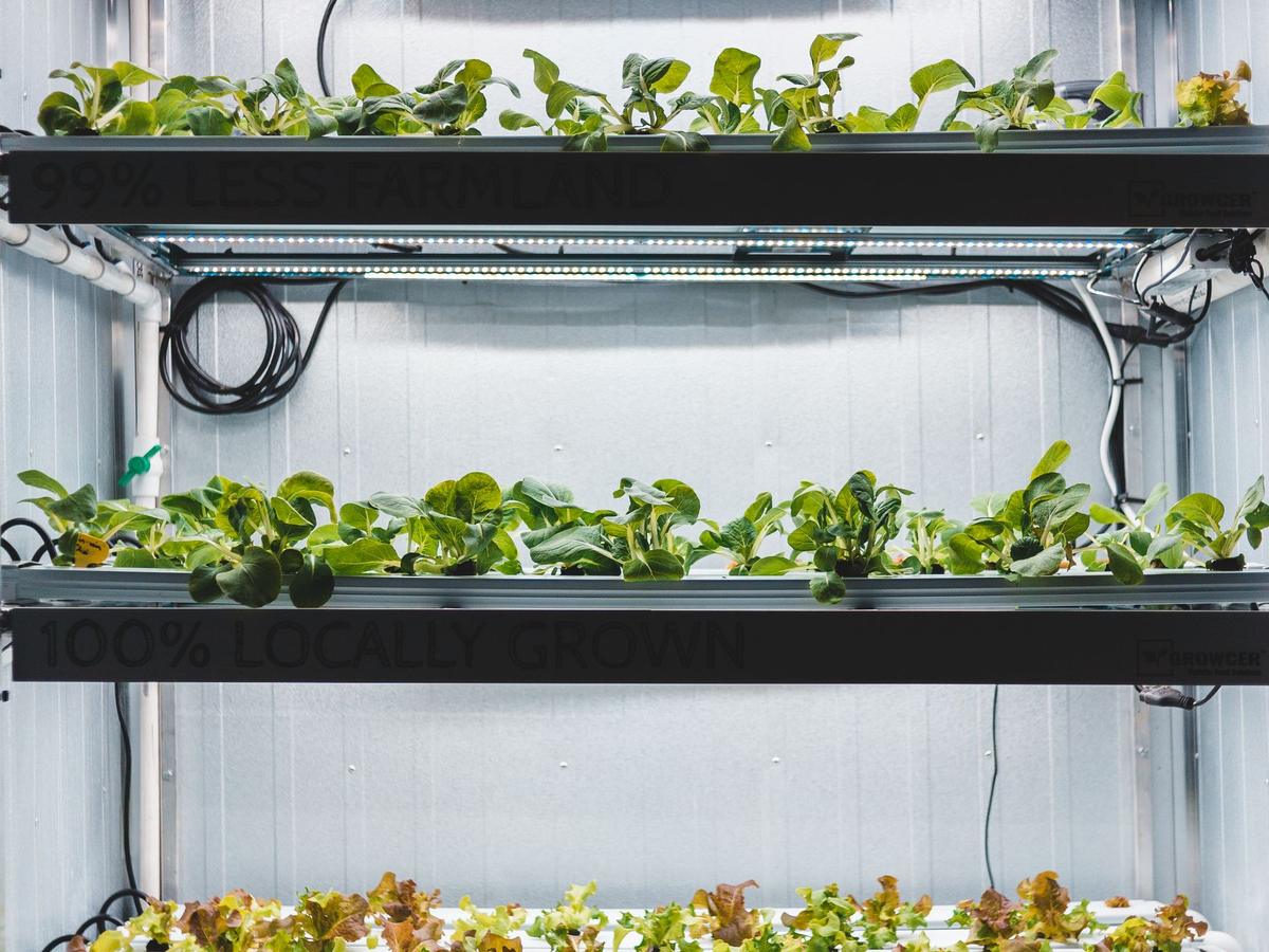 Indoor grow rack with seedlings under white LED lighting