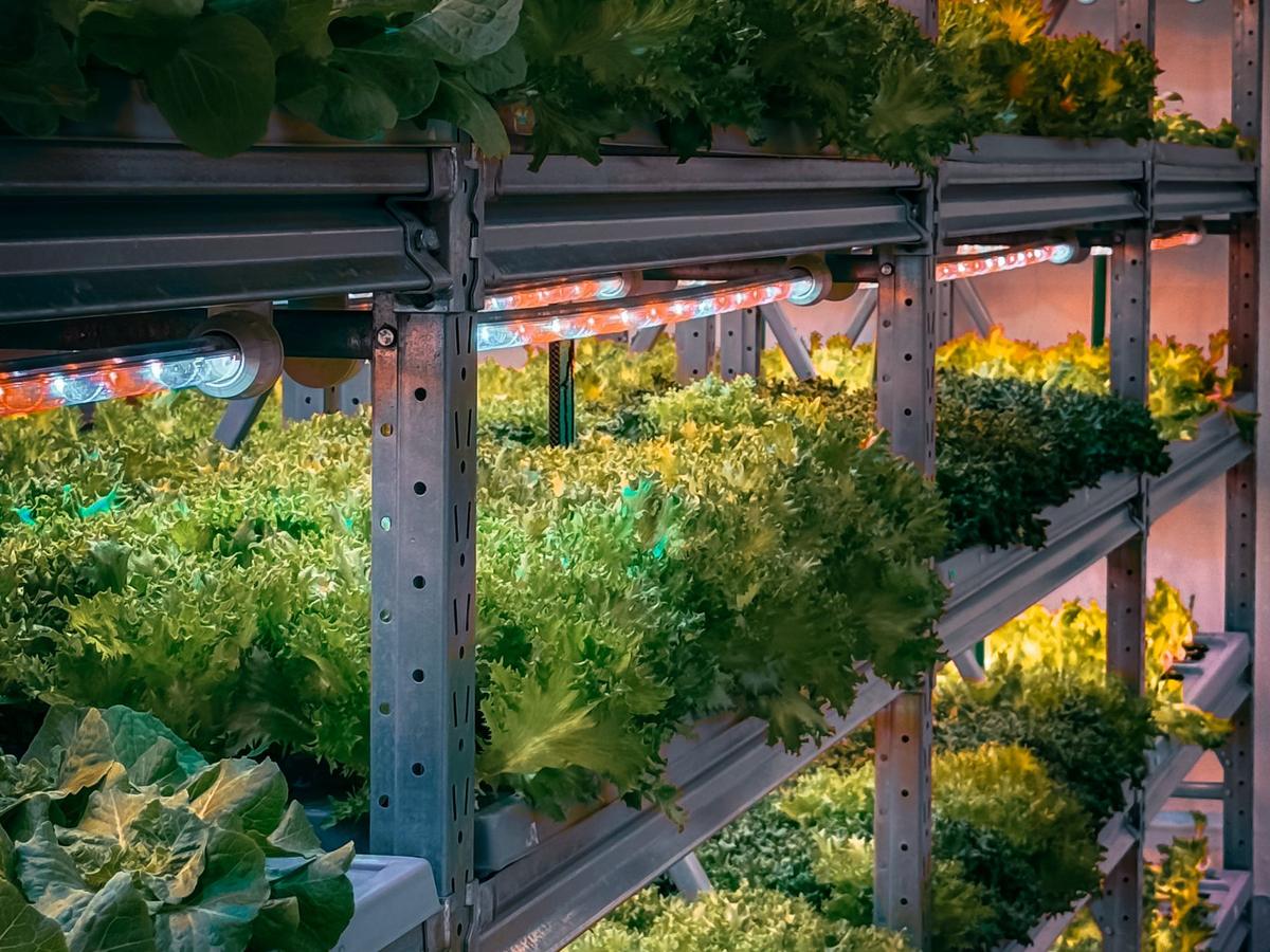 Vertical farm racks of leafy greens under LED grow lights